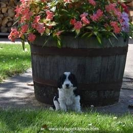 Cockapoo Puppies from Cute Cockapoos