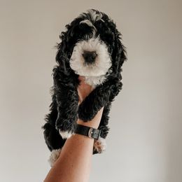 Tony - Black and white male Sheepadoodle puppy in Wabash, Indiana from DOODCompany