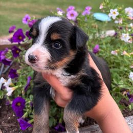 Toy Australian Shepherd Puppies from Emmy's Toy Aussies