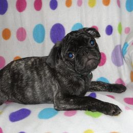 Pugs from Patty's Pugs