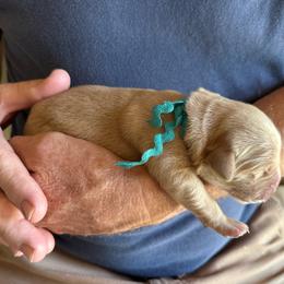 Teal - Dark golden male Golden Retriever puppy in Kenosha, Wisconsin from Gail’s Goldens