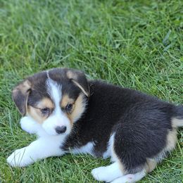 Pembroke Welsh Corgi Puppies from Enchanted Corgis