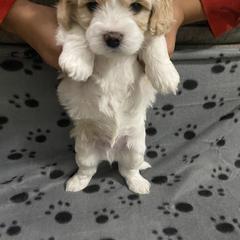Cavachon Puppies from Brooke Erhard