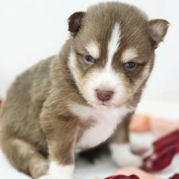 Aramis - Chocolate male Pomsky puppy in Christiana, Tennessee from Smoky Mountain Pomskies