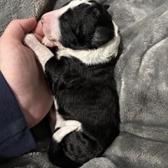 Girl 1 - White and black female Bordoodle puppy in Indianapolis, Indiana from Indiana Bordoodles