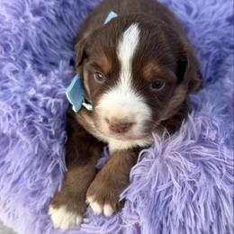 Red tri male - Red tri male Miniature Australian Shepherd puppy in Graham, North Carolina from Thompson Farm Mini Aussies