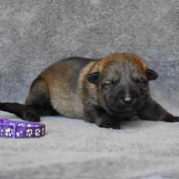 Purple - Sable female German Shepherd puppy in Cherryville, North Carolina from Masky Kennel