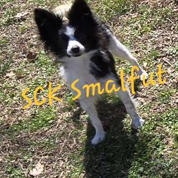 Smalfut - Papillon