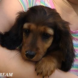 Dachshund Puppies from Tip O The Lekes Dachshunds