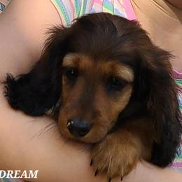 Dachshund Puppies from Tip O The Lekes Dachshunds