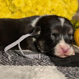 Grey Girl ( with tail ) - Black and tan female Pembroke Welsh Corgi puppy in Mcarthur, Ohio from Bentley Corgis LLC