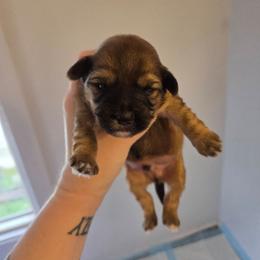 Boy 1 - Liver and white male Shorkie puppy in North English, Iowa from Countryside Yorkies