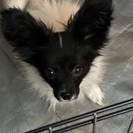 Papillon Puppies from Playful Papillon's