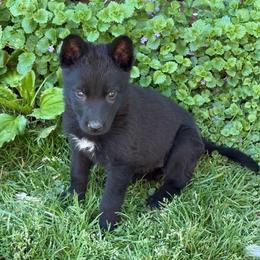 Heffalump - Black female German Shepherd puppy in Livingston, Kentucky from Illyria Dox & GSD