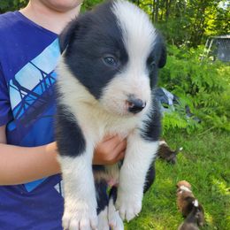 Axe (green collar) - Black and white male Border Collie puppy in Chester, Vermont from Countryside Border Collies