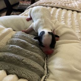 Lola - Black and white female Chihuahua puppy in Red Bluff, California from Aye Chihuahua