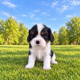 Wyatt - Tri-color male Cavalier King Charles Spaniel puppy in Enid, Oklahoma from Laurel Crown Cavaliers