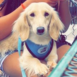 Cody - Dachshund