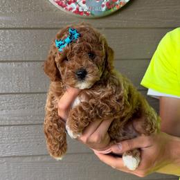 Candy - Red  female Goldendoodle puppy in Runaway Bay, Texas from Green Ranch Doodles