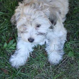 Sable boy - Gold sable male Havapoo puppy in Grants Pass, Oregon from Oregon Valley Doodles