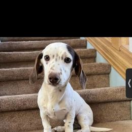 Lottie - Dachshund