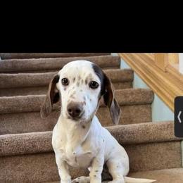 Lottie - Dachshund