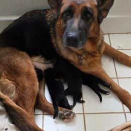 Boy 1 - Black and red male German Shepherd puppy in Jamesville, New York from Mark Carfagno's Pups