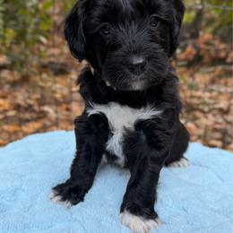 Lurch - Black and white male Aussiedoodle puppy in Mulino, Oregon from Korbella Farm
