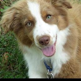 Australian Shepherd Puppies from Holly Ridge Aussies