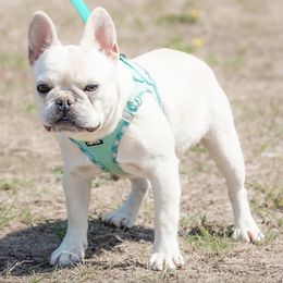 French Bulldogs from True Companion Puppies