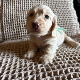 Poppy - Cream female Dachshund puppy in Hawley, Texas from Little e Dachshunds