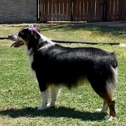 Abby - Miniature Australian Shepherd