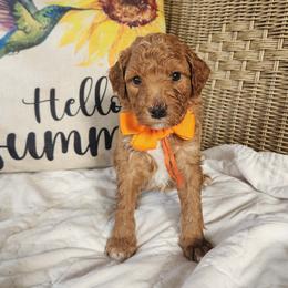 Arrow - Red  male Goldendoodle puppy in Augusta, Georgia from Ivey's Poodles & Doodles