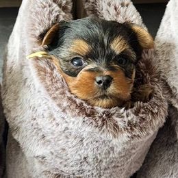 Latte - Black and tan male Yorkshire Terrier puppy in Columbus, Ohio from Elaine’s Yorkies