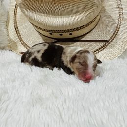 OAKLEY - Red merle male Australian Shepherd puppy in Durand, Wisconsin from Larson’s Legacy Aussome Aussie Kennels