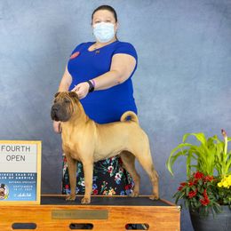 Chinese Shar-Pei from Royal Guard Shar Pei