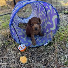 Caroline - Red  female Poodle puppy in Labelle, Florida from RomLein Poodle