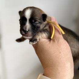Yellow Collar (Yoshi) - Gold sable male Havanese puppy in Silverton, Oregon from PNW Havanese