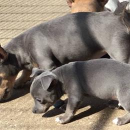 "CH Moonbeam’s Misdemeanor @ Mud-E Acres / Miss D Myrtle & Eeyore as young pups." Teddy Roosevelt Terrier Puppies from Mud-E Acres Kennel