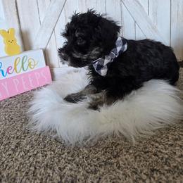 Loki - Salt and pepper male Miniature Schnauzer puppy in Rosemount, Minnesota from Weiland's Ruby