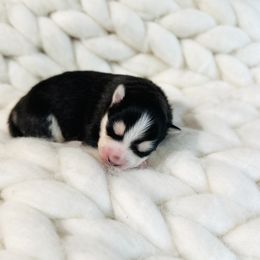 Aurora - Blue female Pomsky puppy in Greencastle, Indiana from JDpomskies