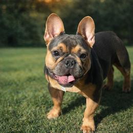 Benjamin - French Bulldog