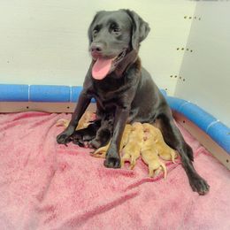 Girl 4 - Yellow female Labrador Retriever puppy in Holyoke, Massachusetts from Urban Oak Labradors LLC