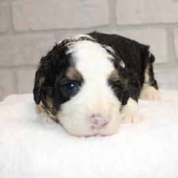 Curliest Female - Tri-color female Bernedoodle puppy in Mississippi from Ewing Acres