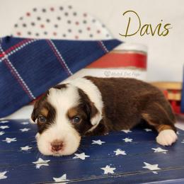 Davis - The Trailblazer - Red tri-color female Australian Shepherd puppy in Pittsville, Wisconsin from Match Dot Pup