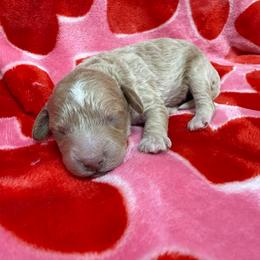 Rooster Ray - Apricot male Poodle puppy in Greensburg, Kentucky from Doodle Me Crazy