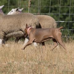 German Pinscher All Grown Up from RiverRAT Barn Hunt