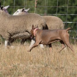 German Pinscher All Grown Up from RiverRAT Barn Hunt