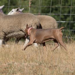 German Pinscher All Grown Up from RiverRAT Barn Hunt