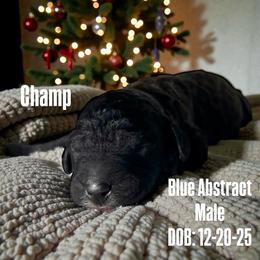 Champ - Blue male Poodle puppy in Denton, Maryland from Cajun Girl Kennels